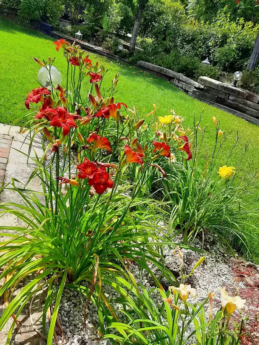 Fiori - nsvgarden srl