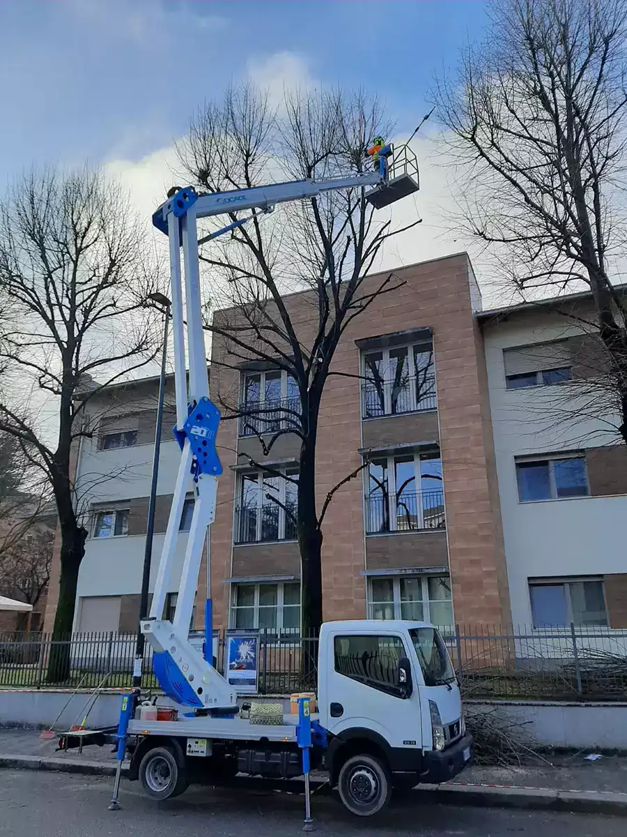 Potatura alberi - nsvgarden srl